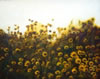 Jackson Hensley Gallery: Image
